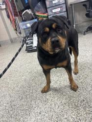 Shelter Stray Female Dog last seen Alex, VA, 22312, Gen Washington Dr/Stephenson Way, Fairfax County, VA, 4500 West Ox Rd, Fairfax, VA 22030, USA