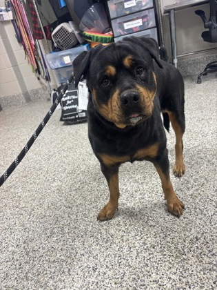 Shelter Stray Female Dog last seen Alex, VA, 22312, Gen Washington Dr/Stephenson Way, Fairfax County, VA, 4500 West Ox Rd, Fairfax, VA 22030, USA