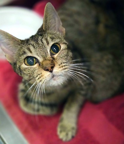 Shelter Stray Female Cat last seen Near West Whatley, White Oak, City of, TX, 303 H G Mosley Pkwy, Longview, TX 75604, USA