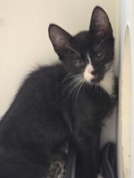 Shelter Stray Female Cat last seen Fort Belvoir, VA 22060 16th St & Pratt Rd, Fairfax County, MD, 4500 West Ox Rd, Fairfax, VA 22030, USA