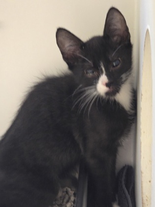 Shelter Stray Female Cat last seen Fort Belvoir, VA 22060 16th St & Pratt Rd, Fairfax County, MD, 4500 West Ox Rd, Fairfax, VA 22030, USA