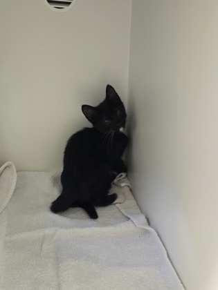 Shelter Stray Male Cat last seen Fort Belvoir, VA 22060 16th St & Pratt Rd, Fairfax County, MD, 4500 West Ox Rd, Fairfax, VA 22030, USA