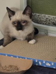 Shelter Stray Female Cat last seen Fort Belvoir, VA 22060 16th St & Pratt Rd, Fairfax County, MD, 4500 West Ox Rd, Fairfax, VA 22030, USA