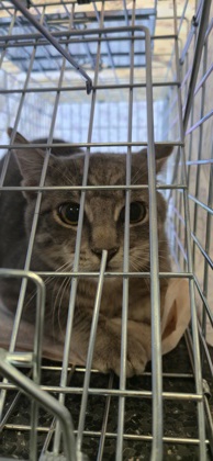 Shelter Stray Unknown Cat last seen GIBSON DR & E Roseville Parkway, Roseville City, CA, 200 Tahoe Ave, Roseville, CA 95678, USA