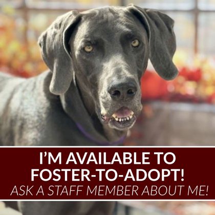 Shelter Stray Male Dog last seen Welsh/Southwest Pkwy, City of College Station, TX, 5359 Leonard Rd, Bryan, TX 77807, USA