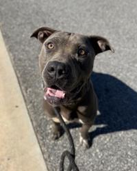 Shelter Stray Male Dog last seen Near SPRINGTREE COURT, 30038, GA, 3280 Chamblee Dunwoody Rd, Chamblee, GA 30341, USA