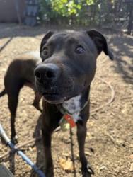 Shelter Stray Male Dog last seen Near Winters Chapel Road, Doraville, GA, 30360, 30360, GA, 3280 Chamblee Dunwoody Rd, Chamblee, GA 30341, USA