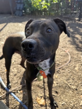 Shelter Stray Male Dog last seen Near Winters Chapel Road, Doraville, GA, 30360, 30360, GA, 3280 Chamblee Dunwoody Rd, Chamblee, GA 30341, USA