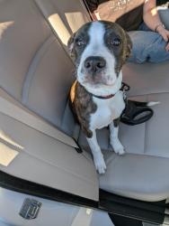 Shelter Stray Male Dog last seen Near Spring Street NW, Atlanta, GA, 1251 Fulton Industrial Blvd NW, Atlanta, GA 30336, USA