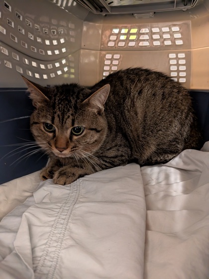Shelter Stray Male Cat last seen Near Camp Creek Pkwy, Atlanta, GA, 1251 Fulton Industrial Blvd NW, Atlanta, GA 30336, USA