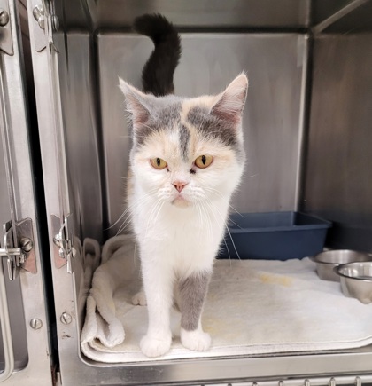 Shelter Stray Female Cat last seen Near Trailside Dr., De Forest, Village of, WI, 5132 Voges Rd, Madison, WI 53718, USA