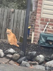 Lost Male Cat last seen Near Donachy Drive, Bon Air, VA 23235