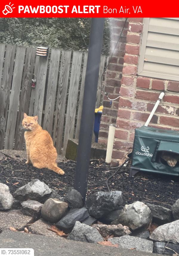 Lost Male Cat last seen Near Donachy Drive, Bon Air, VA 23235