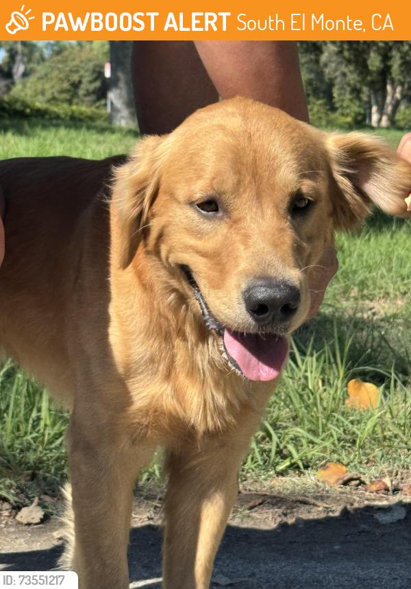 Found/Stray Male Dog last seen Legg Lake in South El Monte, South El Monte, CA 91733