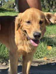 Found/Stray Male Dog last seen Legg Lake in South El Monte, South El Monte, CA 91733