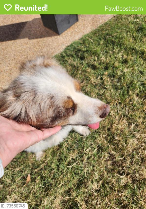Reunited Male Dog last seen Windy City and McClellan, Jackson, TN 