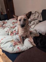 Lost Female Dog last seen Near Old Roberts Mountain Road, Faber, VA 22938