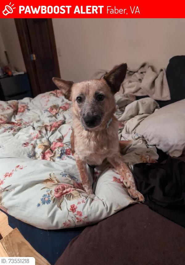 Lost Female Dog last seen Near Old Roberts Mountain Road, Faber, VA 22938