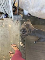 Found/Stray Female Dog last seen Near e 27th st San Bernardino, San Bernardino, CA 92404
