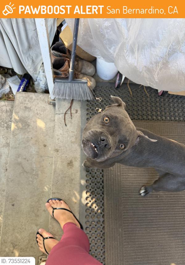 Found/Stray Female Dog last seen Near e 27th st San Bernardino, San Bernardino, CA 92404
