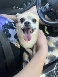 Reunited Male Dog last seen Buckner Blvd, Dallas, TX, USA, Dallas, TX 75227