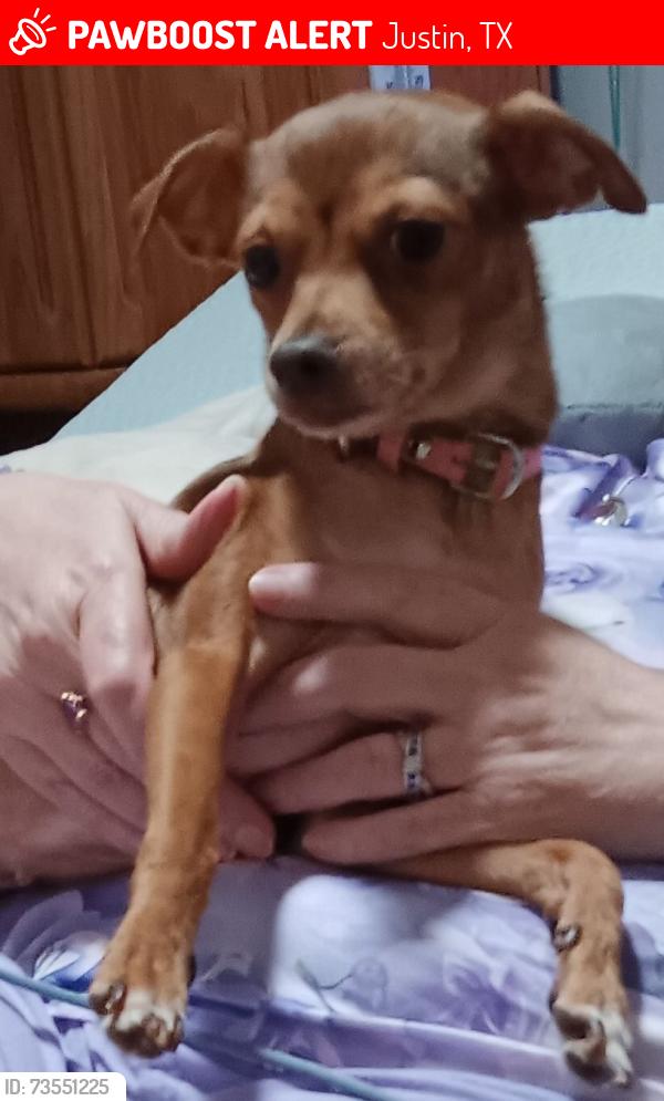 Lost Female Dog last seen Hardeman bld/ 156, Justin, TX 76247