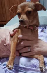 Lost Female Dog last seen Hardeman bld/ 156, Justin, TX 76247