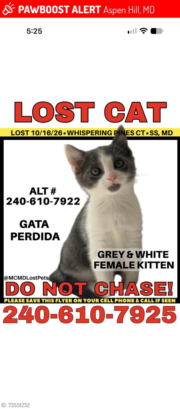 Lost Female Cat last seen Whispering pines ct, Aspen Hill, MD 20906