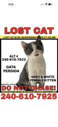 Lost Female Cat last seen Whispering pines ct, Aspen Hill, MD 20906