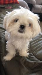 Reunited Female Dog last seen Barbara McLintock Elementary, Pasco, WA 99301