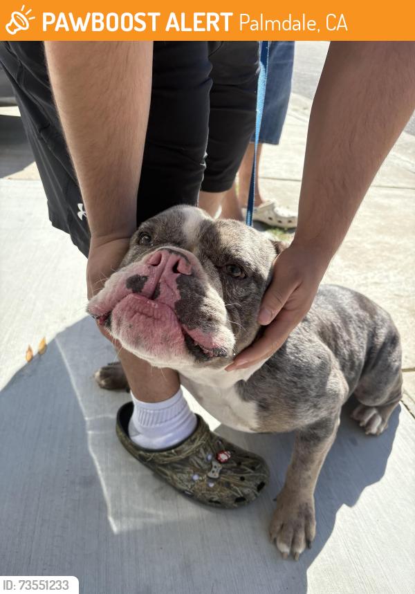 Found/Stray Male Dog last seen St Mary’s Church, Palmdale, CA 93550