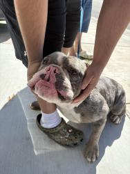 Found/Stray Male Dog last seen St Mary’s Church, Palmdale, CA 93550