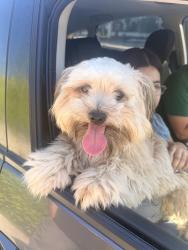 Found/Stray Male Dog last seen North Unruh and hacienda, La Puente, CA 91744