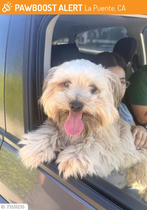 Found/Stray Male Dog last seen North Unruh and hacienda, La Puente, CA 91744