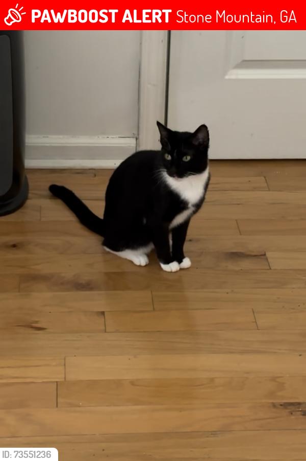 Lost Female Cat last seen Kroger, Stone Mountain, GA 30083