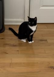 Lost Female Cat last seen Kroger, Stone Mountain, GA 30083