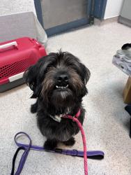 Shelter Stray Male Dog last seen Picked up somewhere in 125th street, NEW YORK, NY, 10029, 326 E 110th St, New York, NY 10029, USA