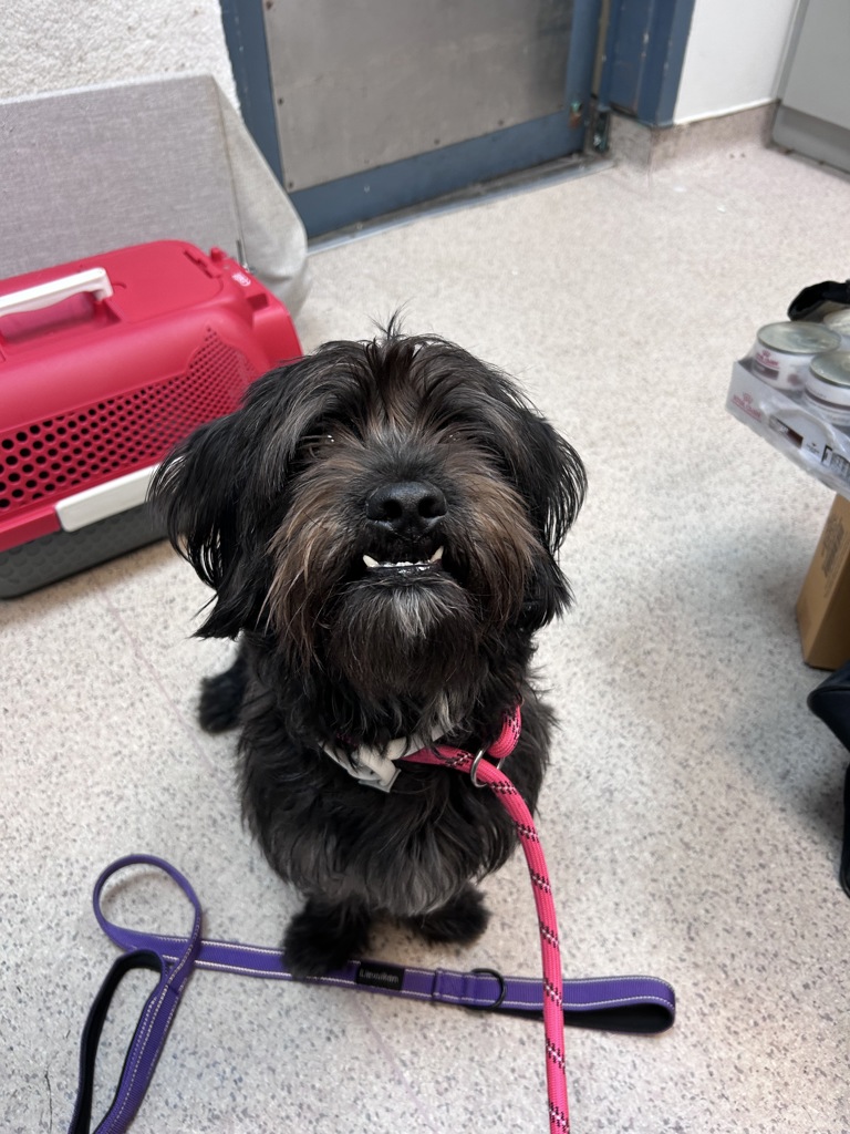 Shelter Stray Male Dog last seen Picked up somewhere in 125th street, NEW YORK, NY, 10029, 326 E 110th St, New York, NY 10029, USA