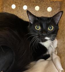 Shelter Stray Female Cat last seen 223rd / Eastmanparkway, GRESHAM, OR, 97030, 1700 W Historic Columbia River Hwy, Troutdale, OR 97060, USA