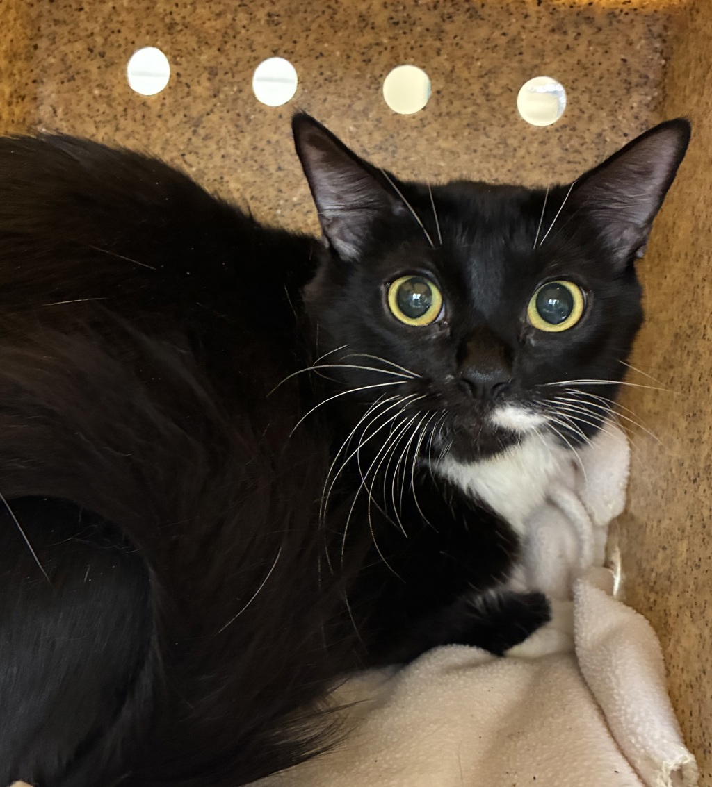 Shelter Stray Female Cat last seen 223rd / Eastmanparkway, GRESHAM, OR, 97030, 1700 W Historic Columbia River Hwy, Troutdale, OR 97060, USA