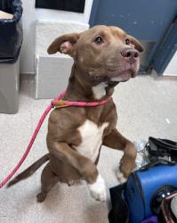 Shelter Stray Male Dog last seen W 110th Street, NEW YORK, NY, 10029, 326 E 110th St, New York, NY 10029, USA