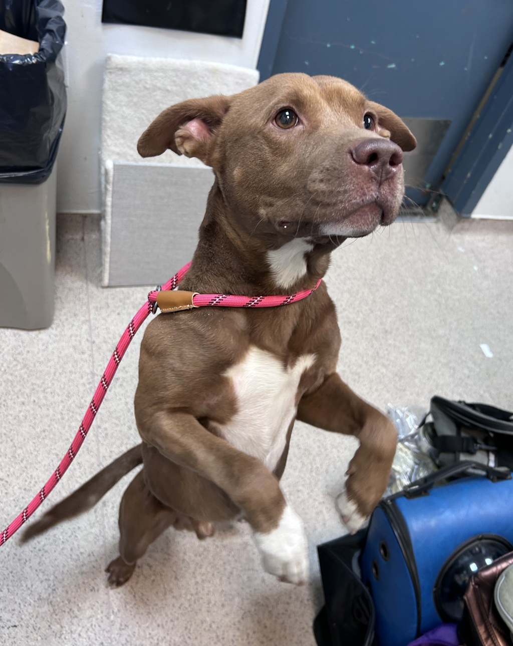 Shelter Stray Male Dog last seen W 110th Street, NEW YORK, NY, 10029, 326 E 110th St, New York, NY 10029, USA
