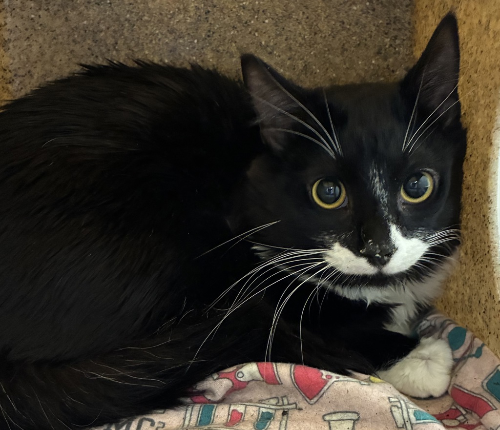 Shelter Stray Male Cat last seen 223rd / Eastmanparkway, GRESHAM, OR, 97030, 1700 W Historic Columbia River Hwy, Troutdale, OR 97060, USA
