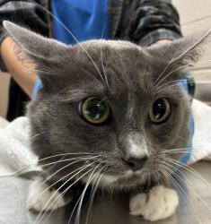 Shelter Stray Male Cat last seen 223rd / Eastmanparkway, GRESHAM, OR, 97030, 1700 W Historic Columbia River Hwy, Troutdale, OR 97060, USA