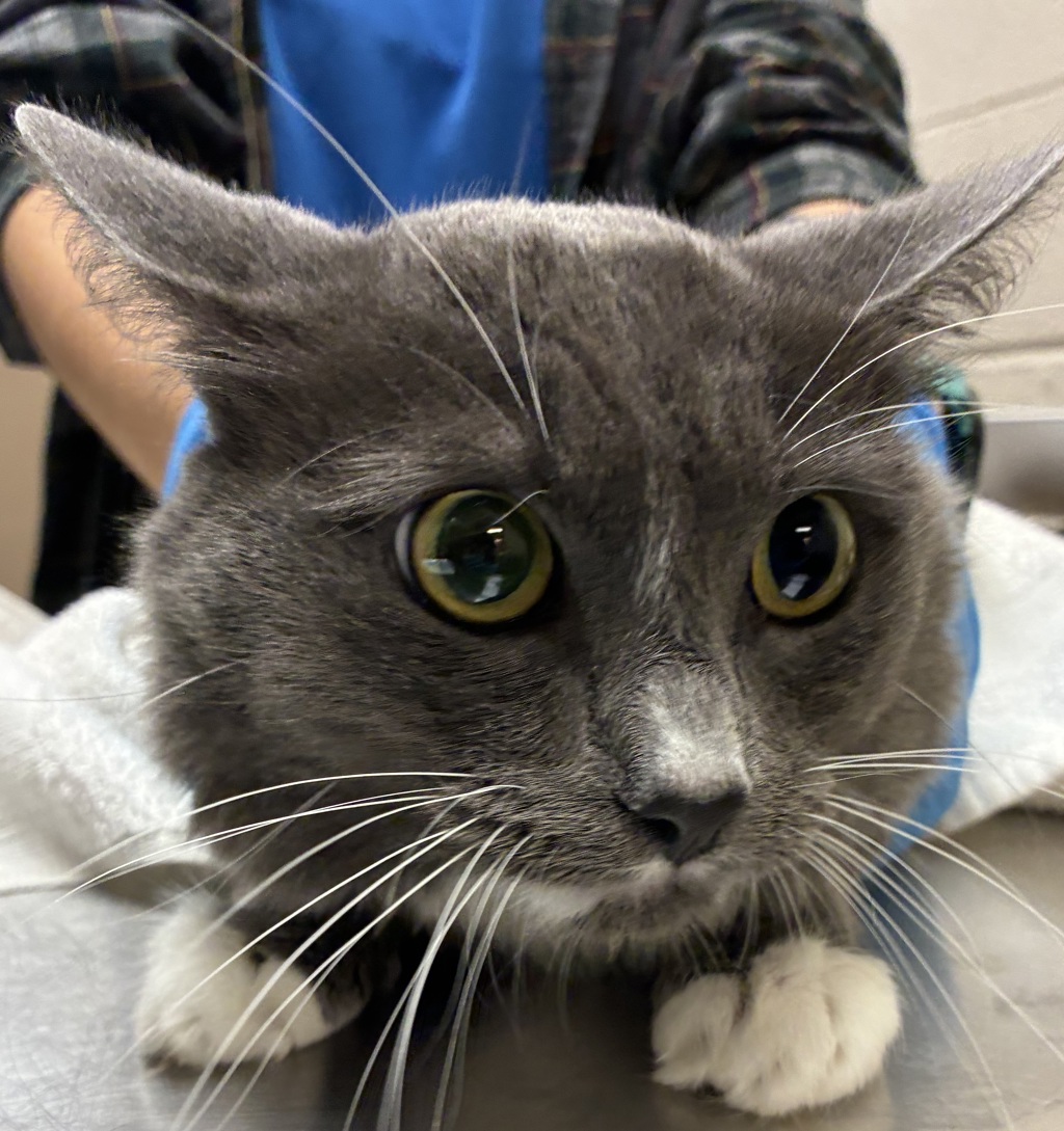 Shelter Stray Male Cat last seen 223rd / Eastmanparkway, GRESHAM, OR, 97030, 1700 W Historic Columbia River Hwy, Troutdale, OR 97060, USA