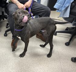 Shelter Stray Male Dog last seen Metcalf Ave, BRONX, NY, 10473, 326 E 110th St, New York, NY 10029, USA
