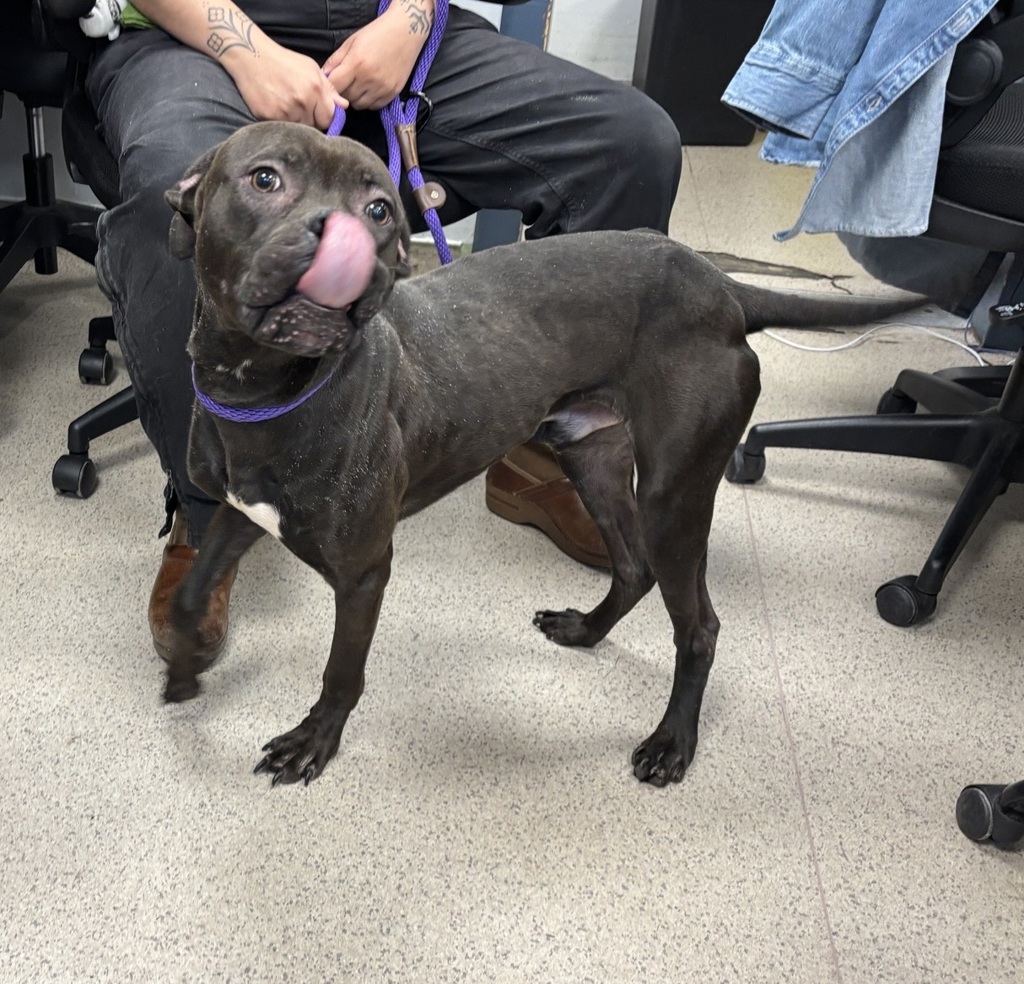 Shelter Stray Male Dog last seen Metcalf Ave, BRONX, NY, 10473, 326 E 110th St, New York, NY 10029, USA