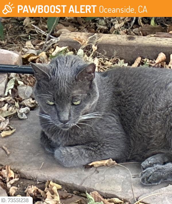 Found/Stray Male Cat last seen Near Machado St, Oceanside, CA 92054
