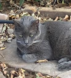Found/Stray Male Cat last seen Near Machado St, Oceanside, CA 92054