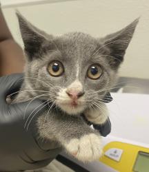 Shelter Stray Female Cat last seen Near Gayle Street, San Diego, CA, 92115, 5500 Gaines St, San Diego, CA 92110, USA